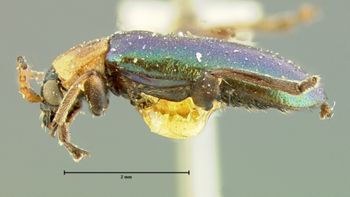 Media type: image;   Entomology 33872 Aspect: habitus lateral view